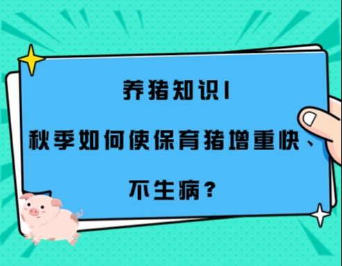 养猪知识|秋季如何使保育猪增重快、不生病？