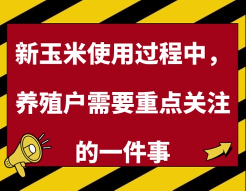 新玉米使用过程中，养殖户需要重点关注的一件事