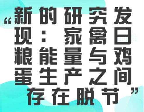 新的研究发现：家禽日粮能量与鸡蛋生产之间存在脱节