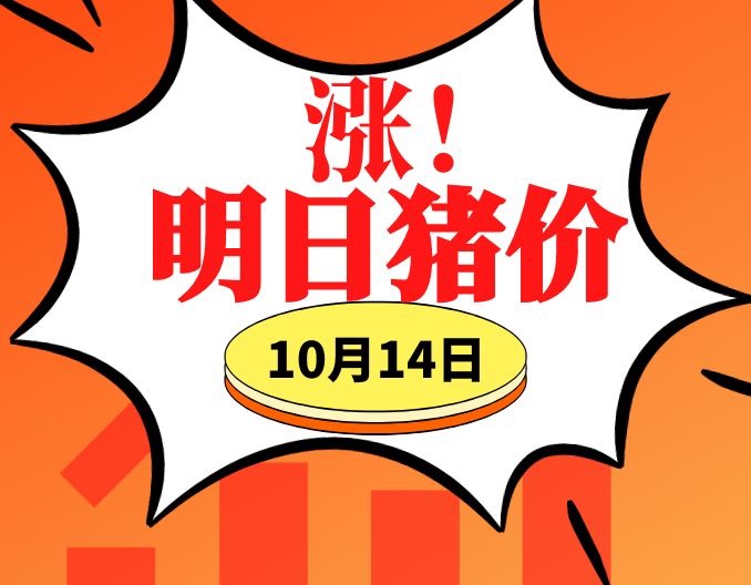 猪价全面上涨！10.14明日猪价早知道,全国最新猪价信息