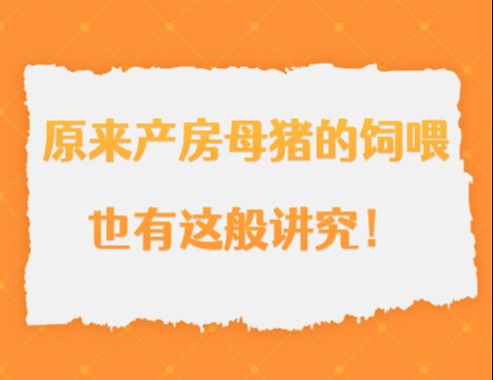 原来产房母猪的饲喂也有这般讲究！