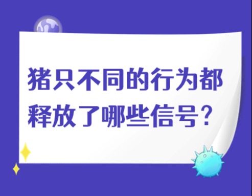 猪只不同的行为都释放了哪些信号？