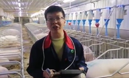 母猪孕检流程教学