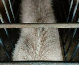 猪发病后毛孔出血分析及预防