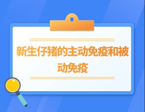 新生仔猪的主动免疫和被动免疫