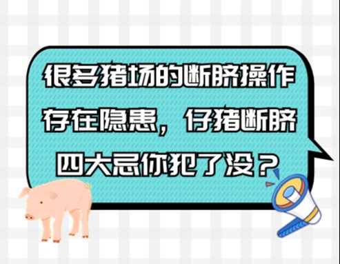 很多猪场的断脐操作存在隐患，仔猪断脐四大忌你犯了没？