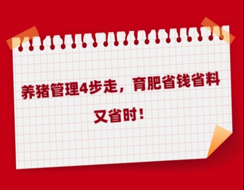 养猪管理4步走，育肥省钱省料又省时！