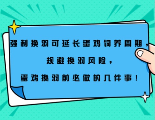 强制换羽可延长蛋鸡饲养周期，规避换羽风险，蛋鸡换羽前必做的几件事！