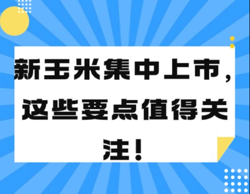 新玉米集中上市，这些要点值得关注！