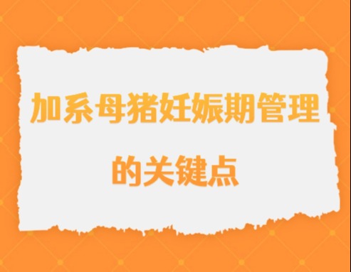 加系母猪妊娠期管理的关键点