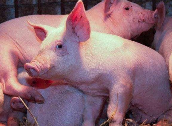 为什么猪肉上的印章，盖上了就洗不掉？