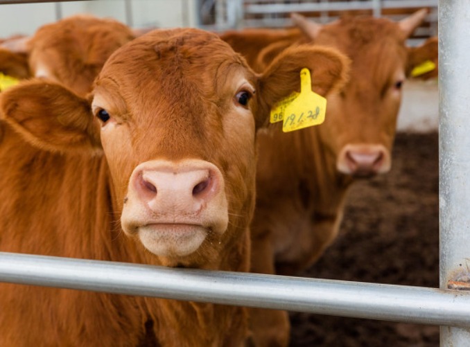 肉牛养殖场场床一体化建设技术指南