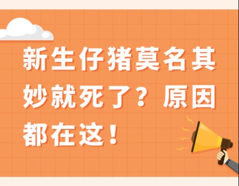 新生仔猪莫名其妙就死了？原因都在这！