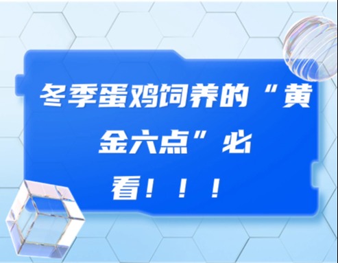 冬季蛋鸡饲养的“黄金六点”必看！！！