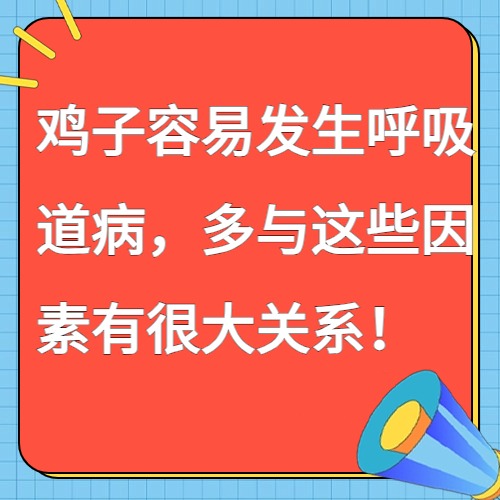 鸡子容易发生呼吸道病，多与这些因素有很大关系！