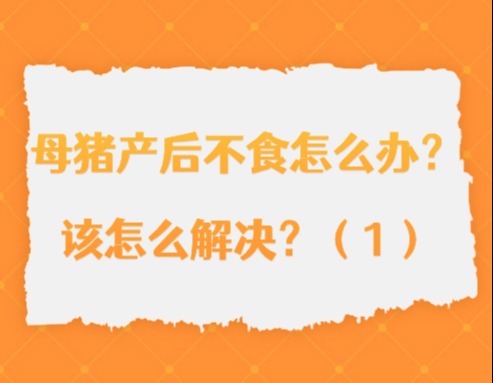 母猪产后不食怎么办？该怎么解决？（1）