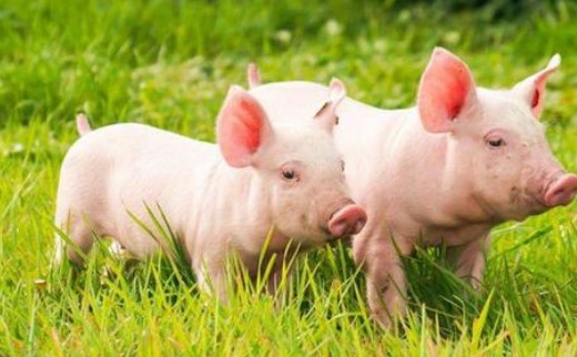 猪价跌破7元，“跌跌不休”何时休？