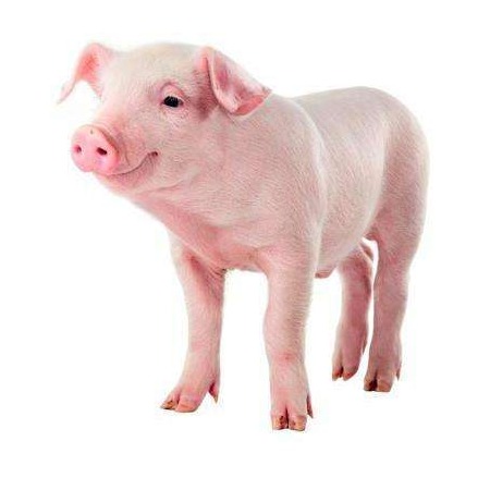 跌跌跌！猪价“透心凉”，南方跌成“重灾区”！附：1月9日猪价！