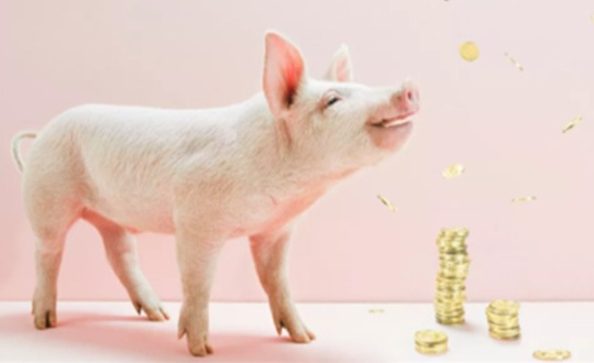 2024年1月24日全国各地最新生猪价格行情走势分析