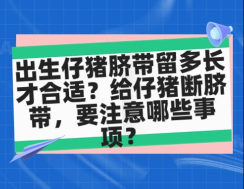 出生仔猪脐带留多长才合适？给仔猪断脐带，要注意哪些事项？