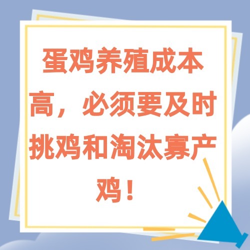 蛋鸡养殖成本高，必须要及时挑鸡和淘汰寡产鸡！