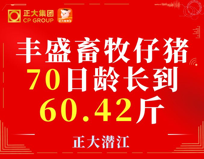 热烈祝贺丰盛畜牧仔猪70日龄长到60.42斤