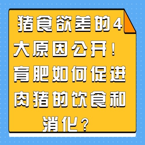 猪食欲差的4大原因公开！育肥如何促进肉猪的饮食和消化？