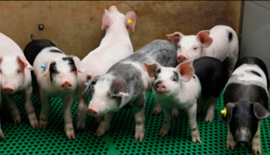 节前备货情绪高涨猪价短期走高，供需格局未变去化或仍将加速