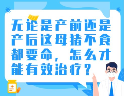 无论是产前还是产后这母猪不食都要命，怎么才能有效治疗?