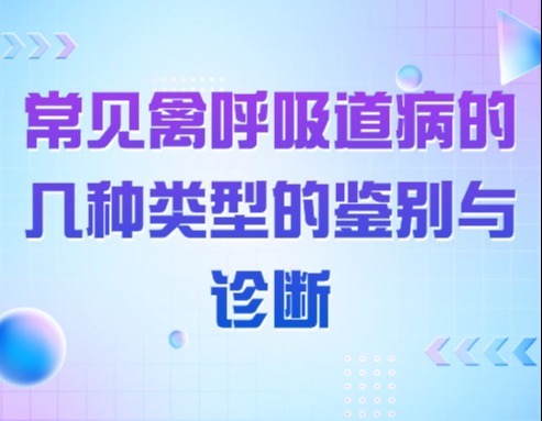 常见禽呼吸道病的几种类型的鉴别与诊断