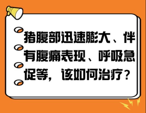 猪腹部迅速膨大、伴有腹痛表现、呼吸急促等，该如何治疗？