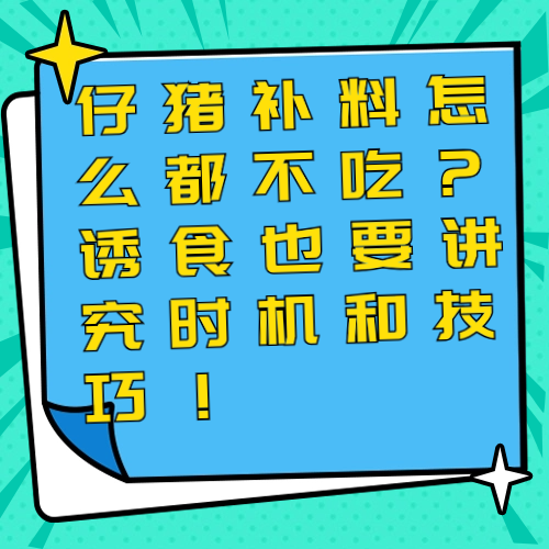 仔猪补料怎么都不吃？诱食也要讲究时机和技巧！