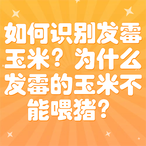 如何识别发霉玉米？为什么发霉的玉米不能喂猪？