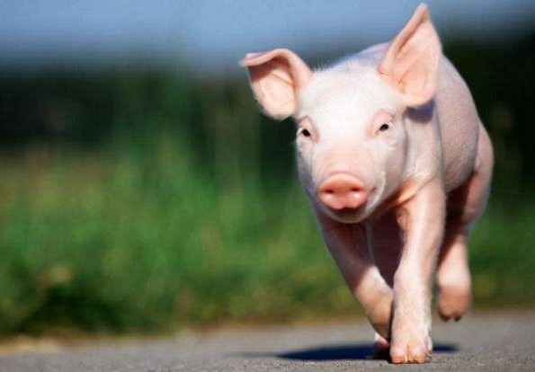 农产品 | 生猪短期供应端继续拉扯 或带动价格延续偏强表现