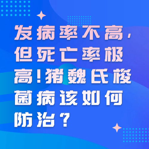 发病率不高，但死亡率极高！猪魏氏梭菌病该如何防治？