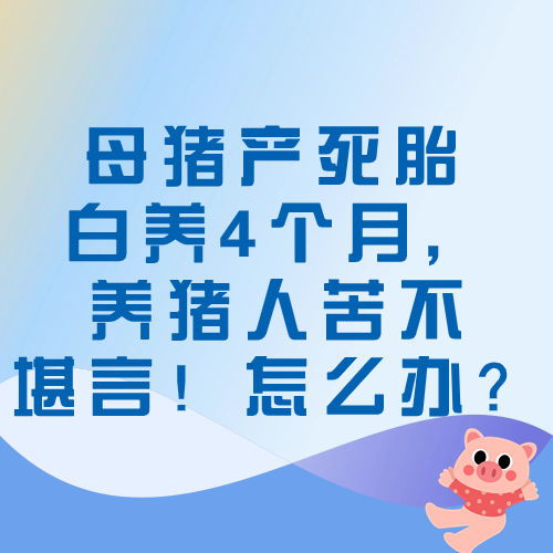 母猪产死胎 白养4个月，养猪人苦不堪言！怎么办？