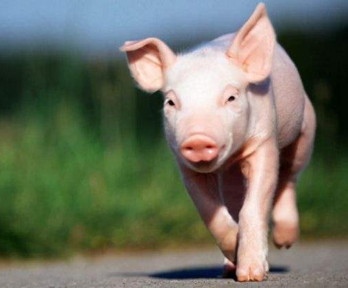 淮安市多举措保障生猪安全稳定供应