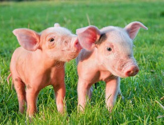 生猪空栏率40%？