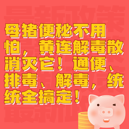 母猪便秘不用怕，黄连解毒散消灭它！通便、排毒、解毒，统统全搞定！