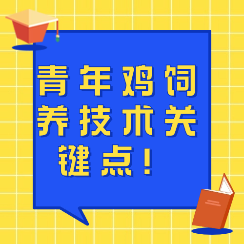 青年鸡饲养技术关键点！