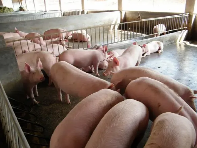 生猪：多空分两歧 驻足等来势