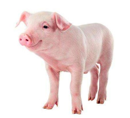 农业农村部：4月份生猪价格触底回升