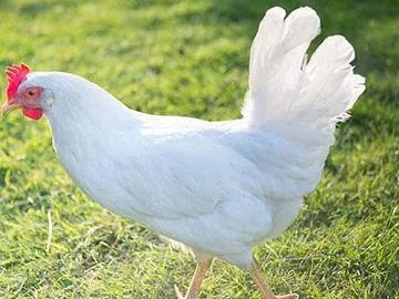 2024年4月19日全国白羽肉毛鸡价格汇总
