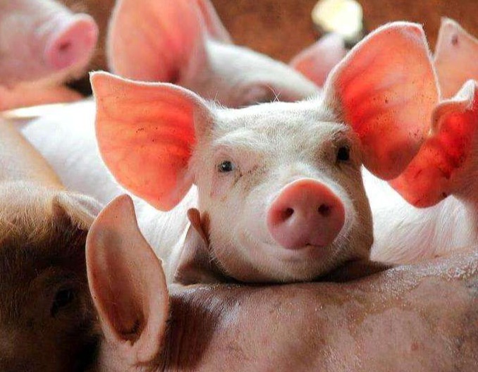 仙居县商务(粮食物资)局开展储备冻猪肉检查