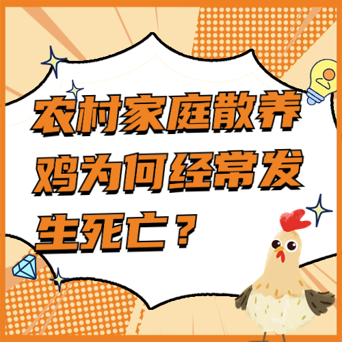 农村家庭散养鸡为何经常发生死亡？