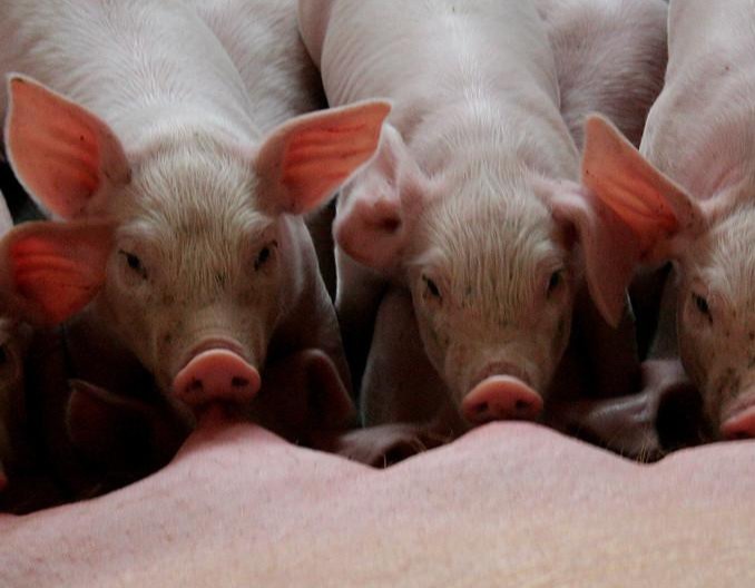 产房寄养管理工作浅谈