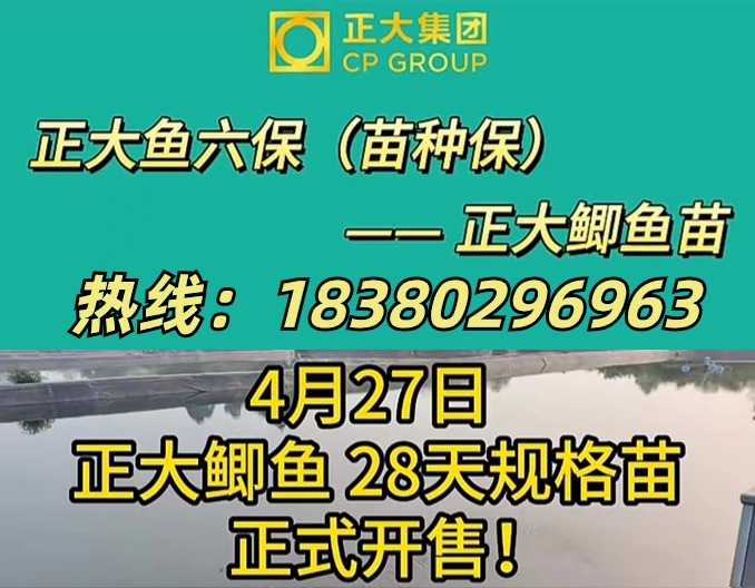 正式开售！28天正大鲫鱼苗 用户满意的鱼苗〡罗江正大-正大鱼六保（苗种保）