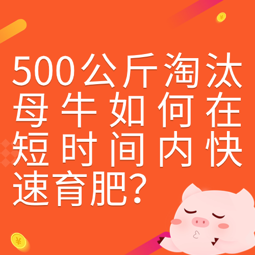 500公斤淘汰母牛如何在短时间内快速育肥？