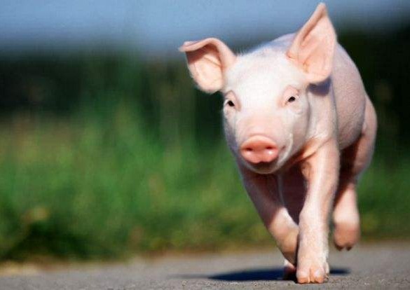 绿色养殖，健康猪肉——揭秘替抗富硒猪肉的独特魅力