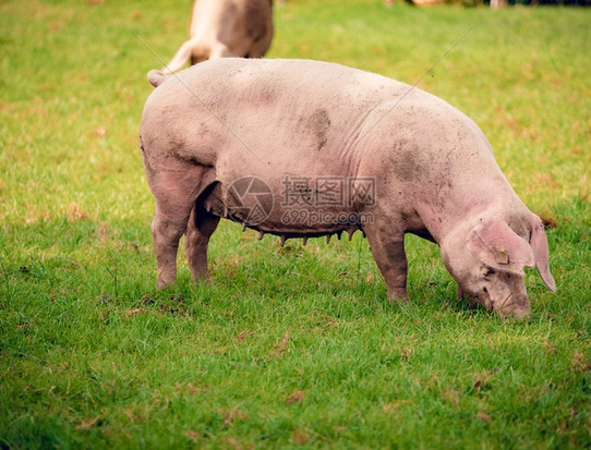 大场拉涨失败！猪价继续磨？！